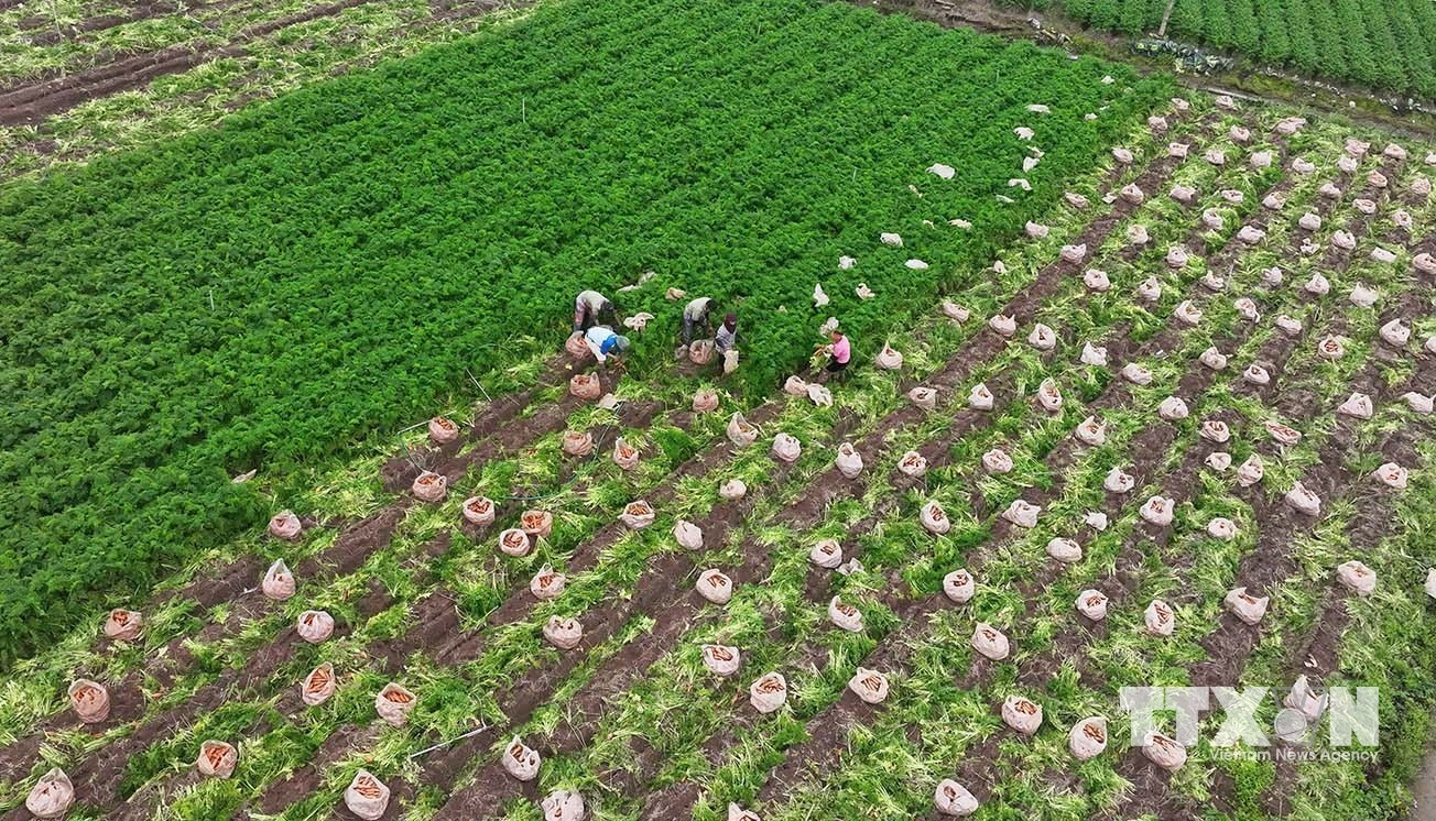 Thu hoạch cà rốt phục vụ thị trường xuất khẩu ở vùng sản xuất tập trung quy mô lớn, xã Tuệ Tĩnh, thành phố Hải Phòng. (Ảnh: Vũ Sinh/TTXVN)
